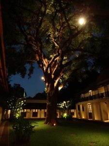 Der 200 Jahre alte Tamarindenbaum in unserem Hotel